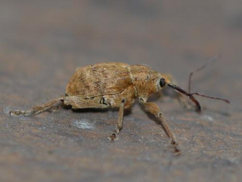 Curculio venosus